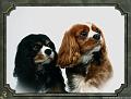 Shandy & Casey 2
